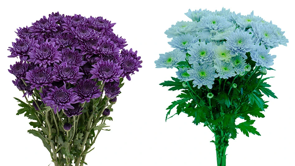 Suntory BluOcean Chrysanthemums Coral (left) and Sapphire (right)