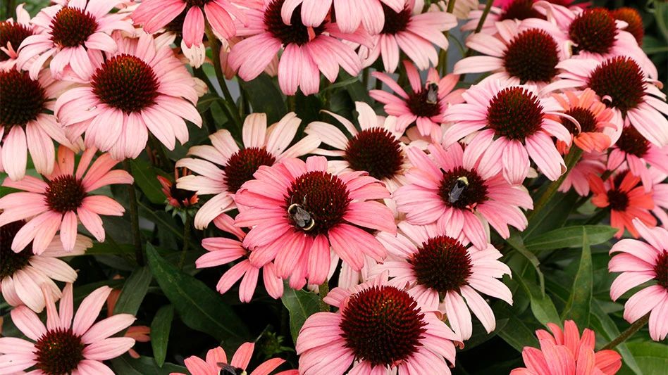 Echinacea Dark Shadows 'Mystic' was recognized as “Best of Show” and “Best of Species” in its second year of the In-Ground Trials at Penn State.