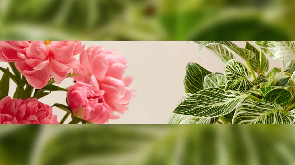 A pink peony and a green philodendron are pictured next to each other in front of a tan background.