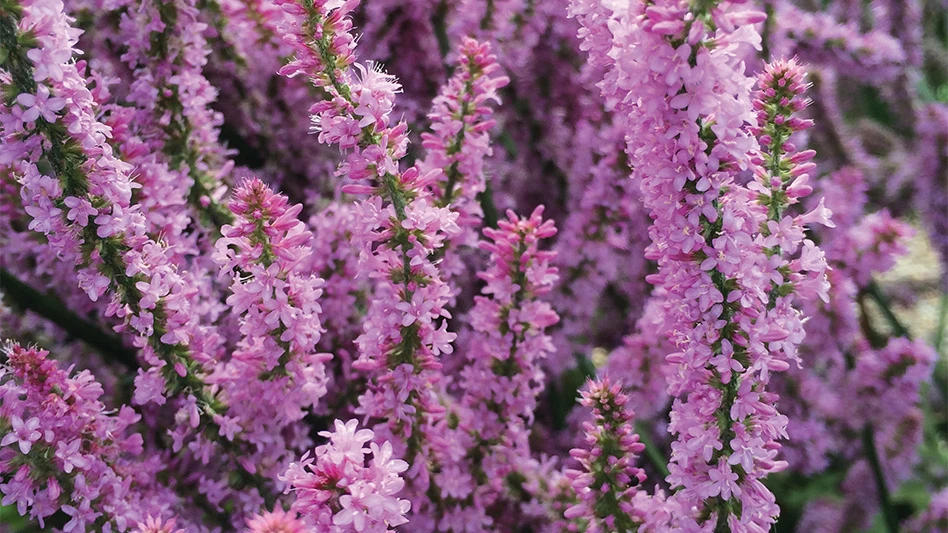 A plant with multiple pinkish-purple stem-like blossoms.