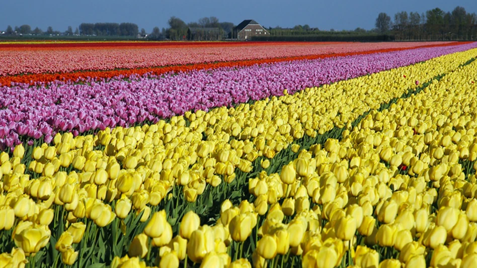 Fields of red, pink and yellow tulips, with a brown structure visible in the background.