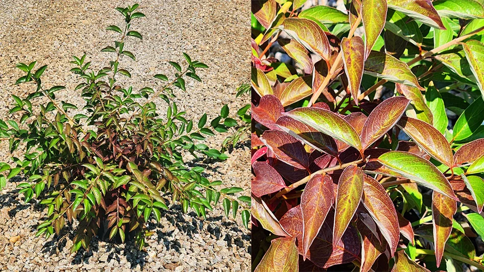 Two photos: On the left is a shrub with green leaves surrounded by gravel, and on the right is a closeup photo of the same plant with maroon and green leaves.