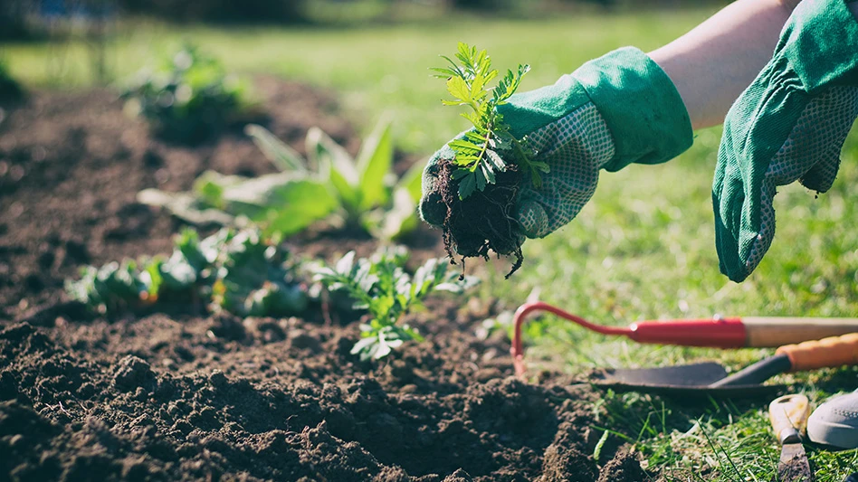 A person wearing green gloves plants a green seedling in brown soil in a garden.