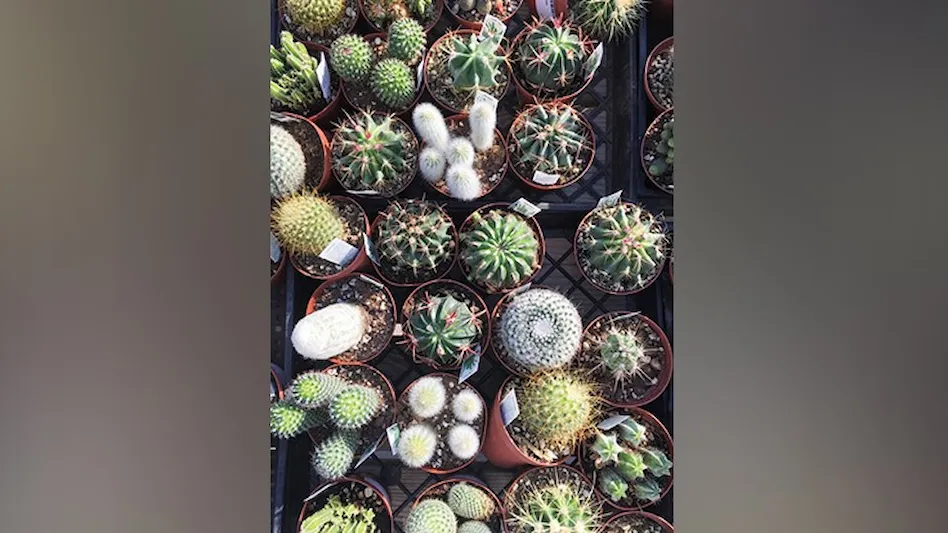 Thimble Cactus Mammillaria Succulent for Sale - Tiny Cactus for Gift Ideas  - Succulents Box