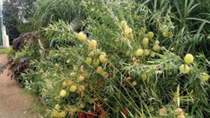 Gomphocarpus physocarpus ‘Hairy Balls,’ Iowa State University