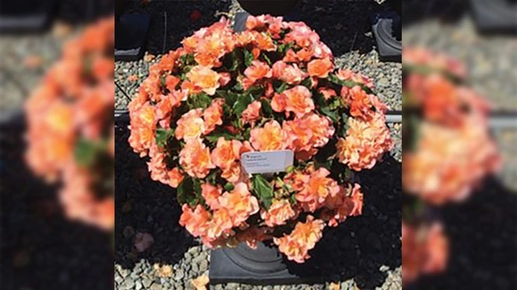 Begonia Solenia Apricot (Beekenkamp)