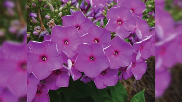 Phlox Ka-Pow Purple (Darwin Perennials), University of Georgia