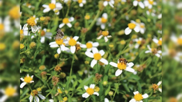 Bidens ‘Bellamy White’ (Benary), Dallas Arboretum