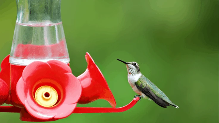 a humming bird perched on a bird feeder with red plastic flowers